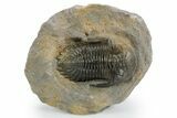 Detailed Hollardops Trilobite Fossil - Multi-Toned Preservation #359497-3